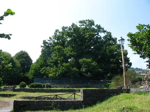 Castagno dei Cento Cavalli